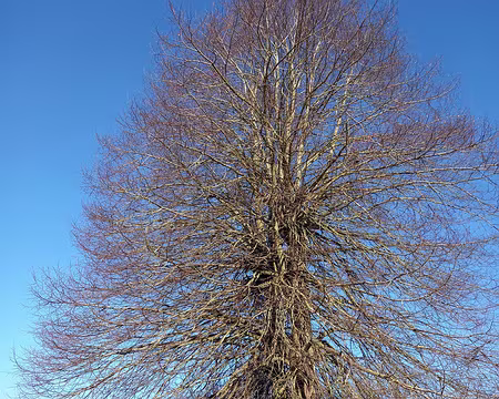 008 Tilleul à Montceaux