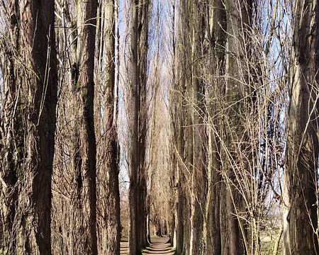 IMG_20210228_102718 L'allée des peupliers