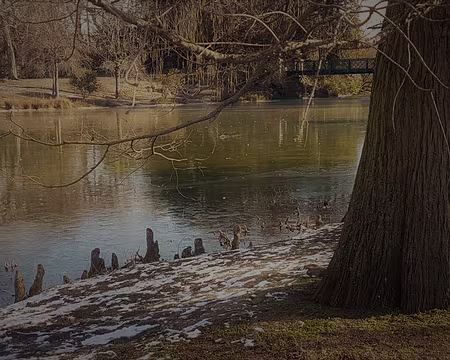 10 Cyprès chauve à pneumatophores