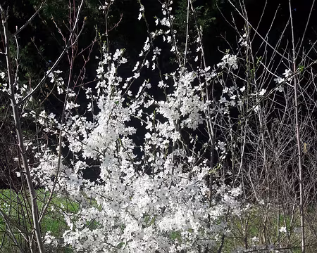 004 En forêt de Verrières