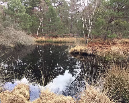 IMG_3110 La mare aux pigeons