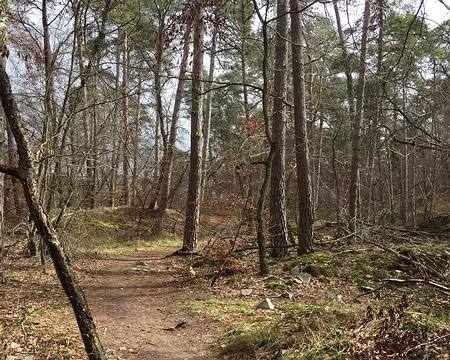 IMG_3114 Un chemin sous un rayon de soleil