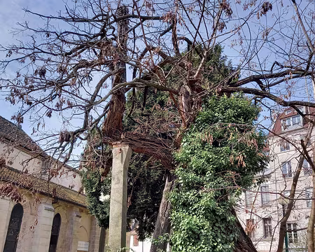 021a Mûrier de 400 ans square Julien le Pauvre