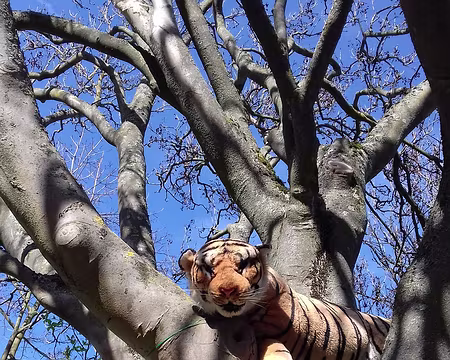 028 Sur un arbre perché !