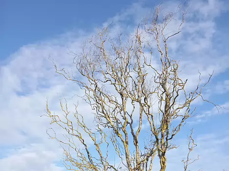 2021-03 Verneuil-l'Etang