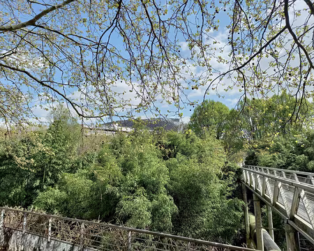 033 Le jardin des bambous et derrière la Philarmonie