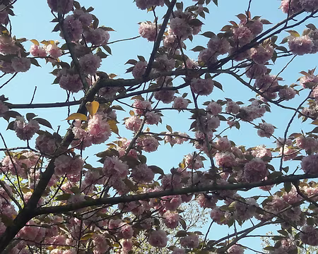 003 Cerisiers en fleurs