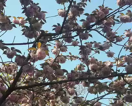 003 Cerisiers en fleurs