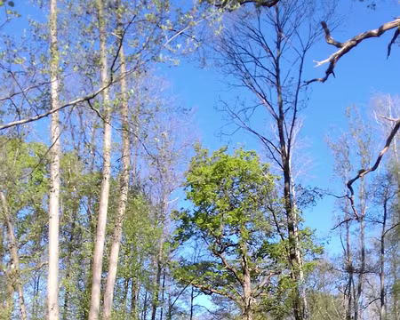 001 Le Chemin des lisières dans la forêt de Montmorency, près de Bouffémont