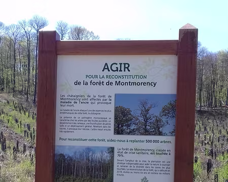 004 Les châtaigniers de la forêt de Montmorency sont affectés par la maladie de l’encre qui détruit les racines