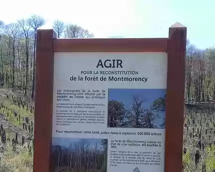 004 Les châtaigniers de la forêt de Montmorency sont affectés par la maladie de l’encre qui détruit les racines