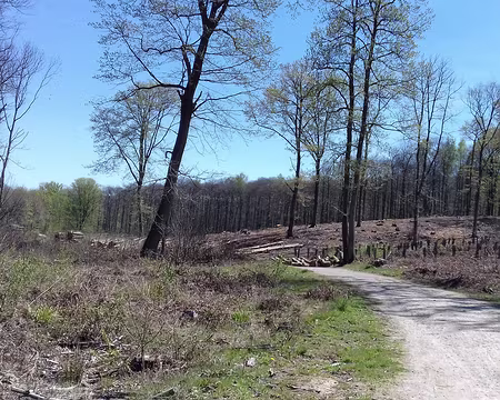 007 Autre parcelle en cours de déboisement