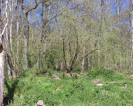 010 Zones humides au cœur de la forêt