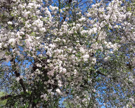 016 Arbre en fleurs près de l’étang du château