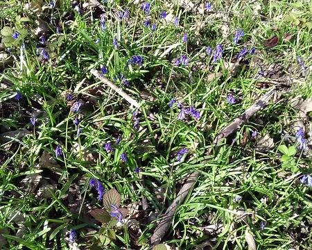 017 Jacinthes des bois