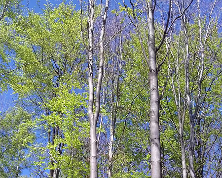 019 La forêt au printemps