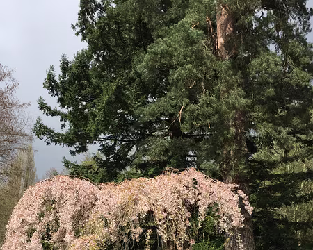 IMG_3247 Arboretum, cerisier pleureur