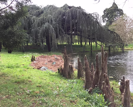 IMG_3259 Le cèdre bleu pleureur et les pneumatophores du cyprès voisin