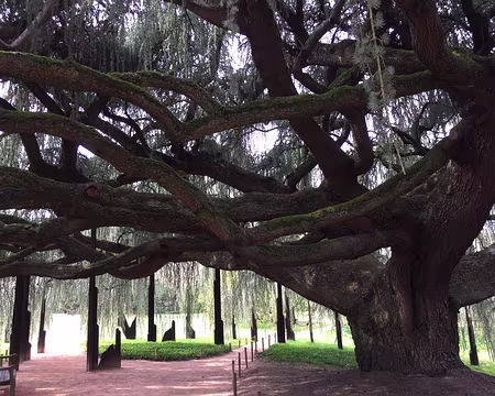 IMG_3261 L’incroyable cèdre bleu pleureur