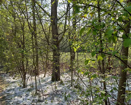 008hi Graines de saule