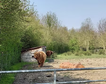 011hi Éco-pâturage avec des Highland Cattle.