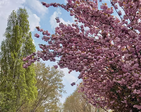 019hi Canal de Chelles