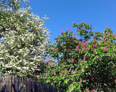 004 Arbres en fleurs dans le square de la tour Saint-Jacques créé en 1865