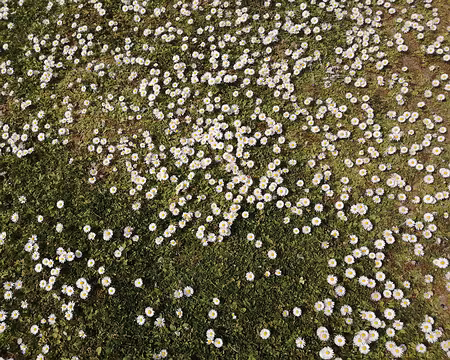 IMG_20210418_142313 Ce sont des paquerettes !