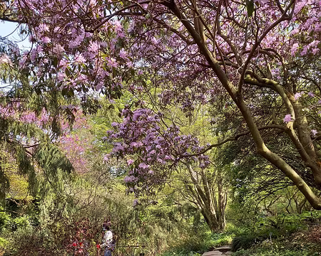 023 Jardin des Plantes, le jardin alpin.