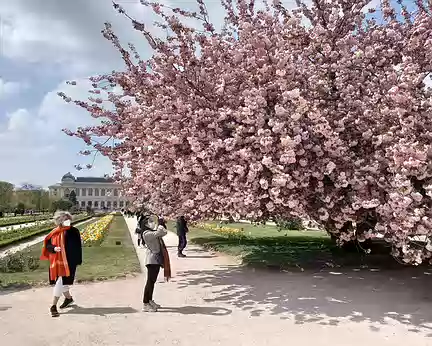 025 Jardin des Plantes, l'incroyable cerisier.