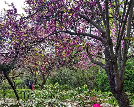029 Arbre de Judée et pivoines