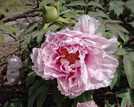 031 Pivoines géantes