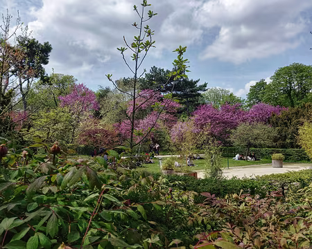 032 Arbres de Judée en fleurs