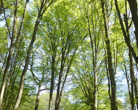 P1130511 La forêt domaniale de la Grange