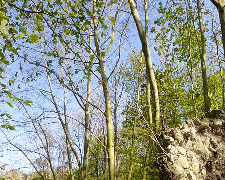 P1130523 Platane couché lors de la tempête de 1999, le long de l'Yerres