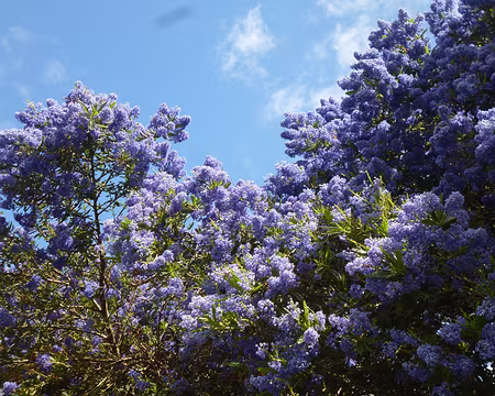P1130612 - Copie (2) Céanothe