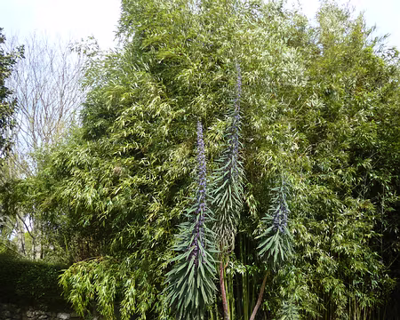 P1130627 - Copie Vipérines