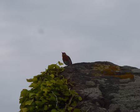 P1130640 - Copie Rouge-gorge
