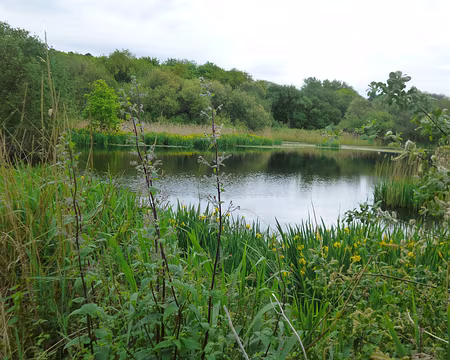P1130645 - Copie Etang aux batraciens coassant