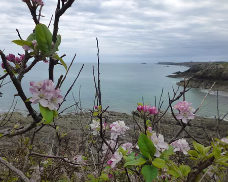 P1130650 - Copie Au loin, la pointe du Grouin et fleurs de pommiers sauvages