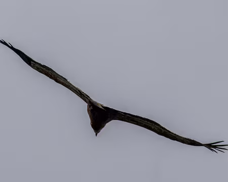 22-IMG_0274 Au sommet du Gavet, vol de vautours