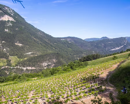 50-IMG_0304 Les vignes pour le clairette de Die