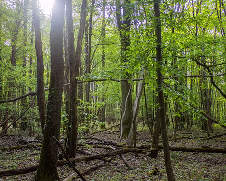 21-IMG_0075 Après l'orage de fin de nuit, soleil...
