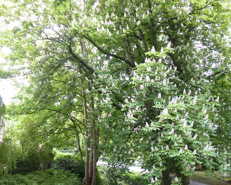 P1130700 Marronnier au bord de l'Yvette, Gif-sur-Yvette