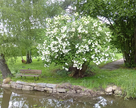P1130717 Boules de neige au bord de l'Yvette. Merci à Isabelle, Nicole et Bertrand.