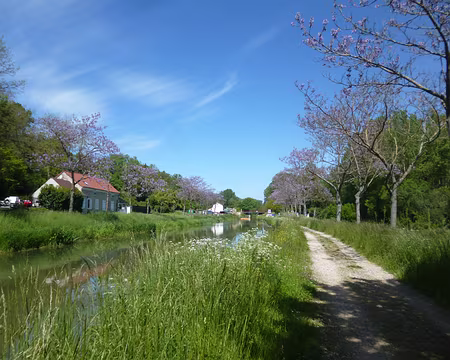 P1130743 Le canal bordé de paulownias