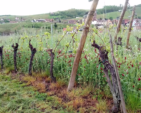0001 1er jour, départ de Saint-Hippolyte pour Ribeauvillé