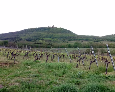 0002 par le vignoble vue sur le Koenigsbourg