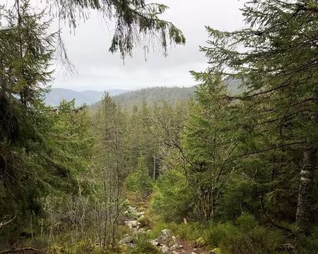 0081 là aussi beaucoup de pierres