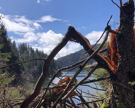 0095 gros arbre à travers le chemin